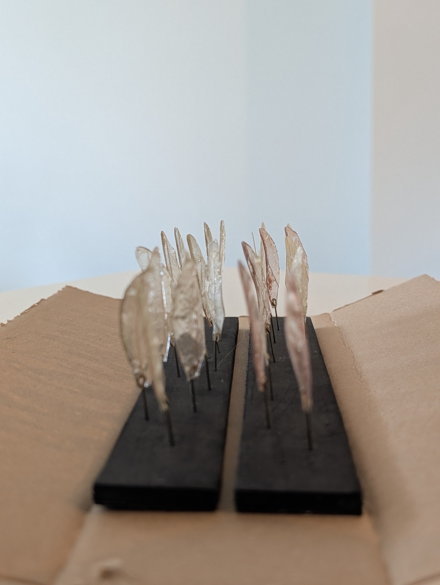 Rows of finished artificial dragonfly wings staged for delivery to the prop department